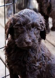 It is a cross between a standard poodle and a labrador retriever. Canadian Chocolate Labradoodles A Home Based Labradoodle Breeder Of Chocolate Australi Australian Labradoodle Australian Labradoodle Puppies Labradoodle