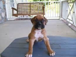 Maybe you would like to learn more about one of these? Boxer Puppies For Sale