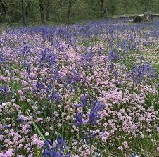 Pin By Siҽrra Rain On Removing 014 Lavender Aesthetic Nature Photography Beautiful Flowers