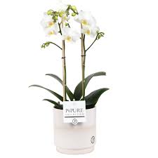 .con fiori bianchi molto profumati che non. Orchidea Orchidea Farfalla In Vaso Di Ceramica Bianca Moccasino Come Set Altezza 45 Cm 2 Germogli Fiori Bianchi Caratteristica In Vaso Di Ceramica Bianca Moccasino Tipo Fiori Bianchi