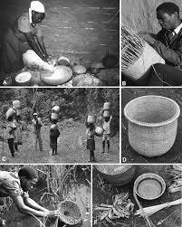 Image result for Hippocratea apocynoides