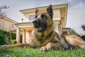 For holiday barbecues, try setting the scene with fourth of july party decorations or whipping up a few fourth of july desserts to show your patriotic spirit. Creating Your Dog S Dream Backyard Cesar S Way