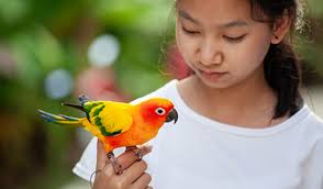 Merit badge for taking care of farm animals in Scouts?