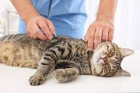 This cancer sign in cats often goes unnoticed for too long. Liver Cancer In Cats Causes Symptoms Treatment All About Cats