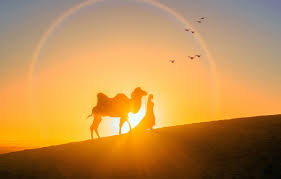 We hope you enjoy our growing collection of hd images. Desert Sunset Wallpaper Camel