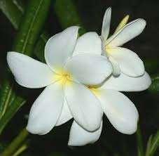 Sacuanjoche White National Flower Of Nicaragua National Animal Flowers Nicaragua