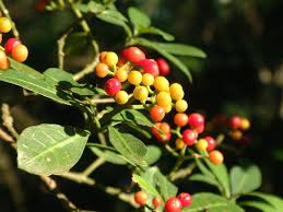 Image result for Psychotria moninensis
