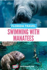 Swim With Manatees Florida S Gentle Giants Travelmamas Com In 2020 Swimming With Manatees Florida Travel Wildlife Travel