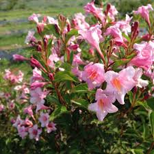 Check spelling or type a new query. Sonic Bloom Pure Pink Weigela Florida Proven Winners