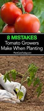 8 Problem Causing Mistakes Tomato Plant Growers Make Tomatoes Plants Problems Tomato Plant Care Growing Tomato Plants