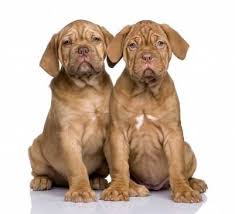 They do tend to snore and sometimes drool. Dog Breed Dogue De Bordeaux Vetwest Animal Hospitals