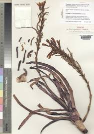 Image result for Aloe inyangensis