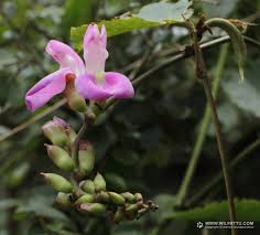 Image result for Sopubia lanata