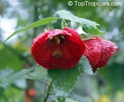 Image result for Abutilon sp.no.1