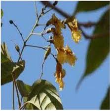 Image result for Stereospermum harmsianum