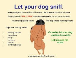 Let Your Dog Sniff Dog Nose Dog Care Dog Smells
