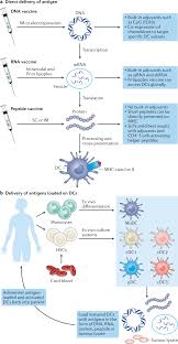 This shows the intent of the big jab push: Therapeutic Cancer Vaccines Nature Reviews Cancer
