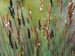 Image result for Restionaceae