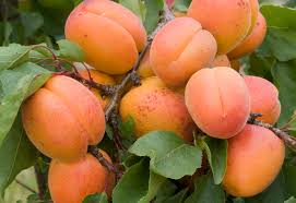 These dwarf fruit trees can be grown in tiny gardens, patios, balconies or even indoors for a dwarf fruit trees offer one wonderful way for gardeners to make the most of the space they have available. Fruit Trees The Five Easiest To Grow The English Garden