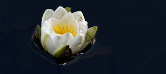 Image result for Nymphaeaceae