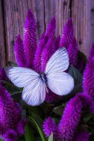 White Butterfly Butterfly On Flower Butterfly Flowers Beautiful Butterflies