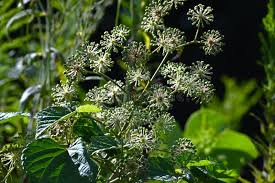 Image result for Araliaceae