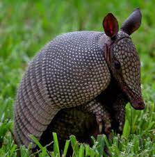Yucatan Wildlife Yucatan Adventure Eco Cultural Travel Guide Yucatan Fauna Mammals Birds Butterf Fotos De Animales Salvajes Fotografia Animal Armadillo