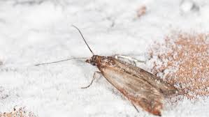 C'est un cadeau qui fait toujours plaisir aux femmes. Comment Se Debarrasser Des Mites Alimentaires