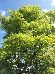 Image result for Terminalia boivinii