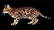 Bengal House Cat Breed Info & Facts | petMD | PetMD