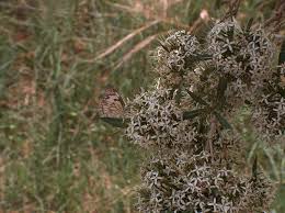 Image result for Pavetta lanceolata