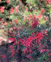 Image result for Grevillea