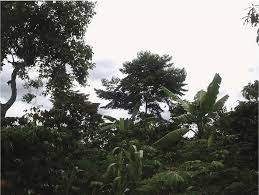 Image result for Ficus amadiensis