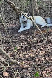 Newly formed animal group rescues 5 abandoned dogs & puppy near death from  house in Bienville Parish