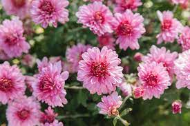 Maybe you would like to learn more about one of these? Hardy Chrysanthemums Garden Mums Plant Care Growing Guide