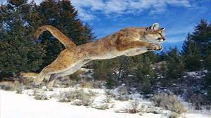 Pumas players shine against youthful bulls (sarugbymag.co.za) What Do You Do If A Puma Attacks Litfl Ebm Gone Wild