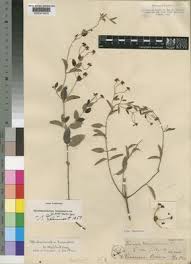 Image result for Sphedamnocarpus