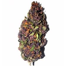 Different side to sander van doorn. Purple Haze Recreational Broccoli