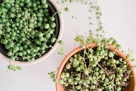 We did not find results for: String Of Pearls Plant Care Growing Guide