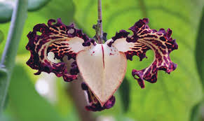 Image result for Scleria lateritica