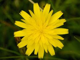 Image result for Hypochaeris