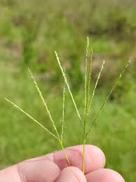 Image result for Digitaria seriata