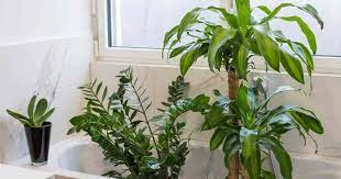 Maybe you would like to learn more about one of these? 17 Best Bathroom Plants How To Use And Choose Low Light No Light