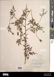 Image result for Bidens bipinnata