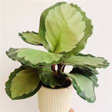 Image result for Ktenante Ctenanthe