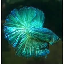 Green Halfmoon Betta Short Fin 5cm Pet Fish Betta Fish Betta