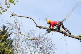 While hanging about in trees all day may sound like a simple (and ideal) job, there is much more to becoming an arborist than merely cutting the occasional branch. How Do I Become An Arborist Inexpensive Tree Care