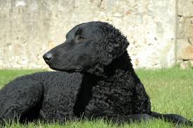 On these pages, you will find information about curly coated retrievers, curly puppies, and other related information about retrievers. The Blue Collar Retriever