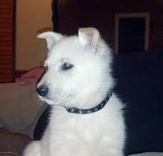 If you are interested in a developed male in excellent condition aura is beyond what we had hoped for when importing a german show line puppy from neckarsteinach germany. White German Shepherd Beauties Home Facebook