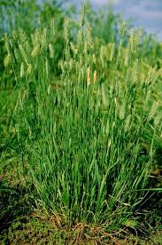 Wheatgrass looks a lot like a lawn. Preferred Seed